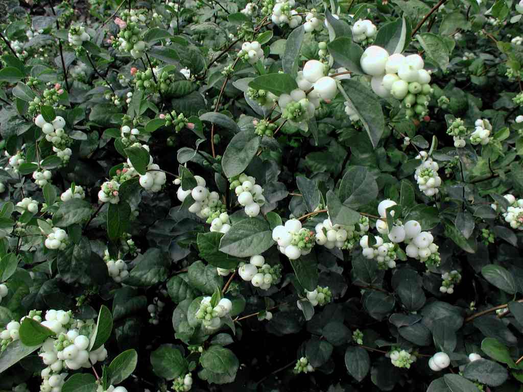 Symphoricarpos doorenbosii 'White Hedge'
